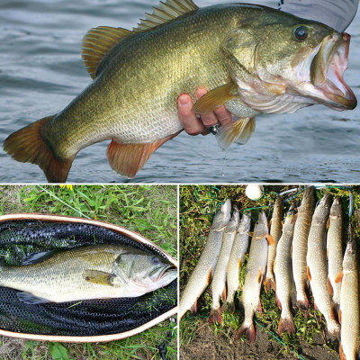 Dry fly trois variétés Boxing