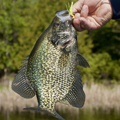 3 Color Popper 8 gancho de cebo Cabeza verde y cola blanca