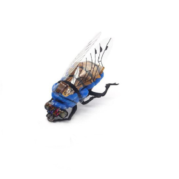 Realistic Cicadas Blue