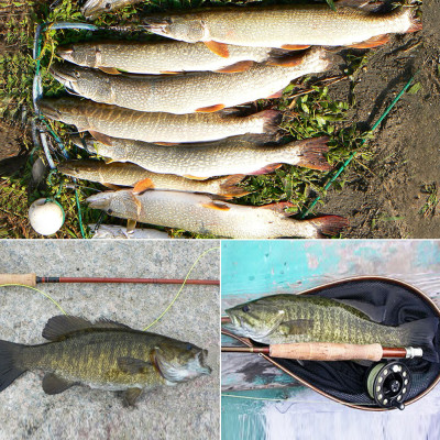 Doce pequeños saltamontes dorados acechan