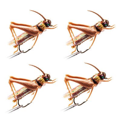 4 Grasshoppers castanhos