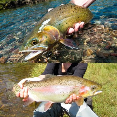 Nouvelle - Zélande Dry fly set