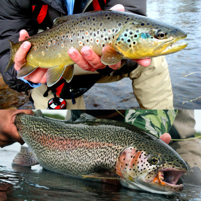 6 New Zealand Mixed Color Dry Flies