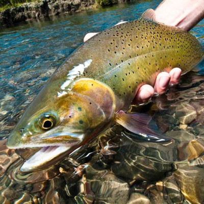 12 Mixed Square Dry Wet Flies