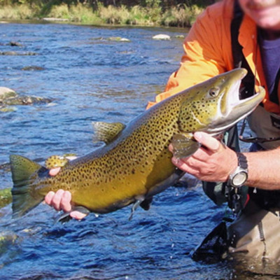 12 Mixed Square Emerger Caddis Fliegen