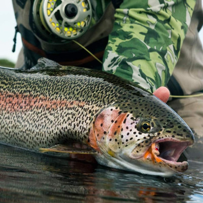 12 Fly Fishing Big Trout Flies Dry Flies