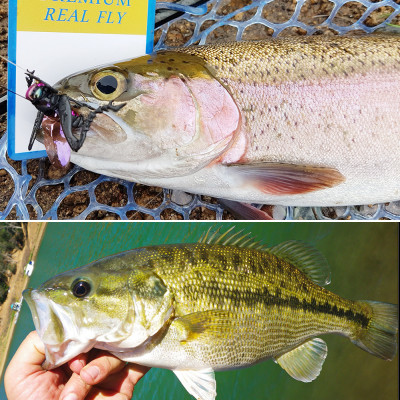 Mouche de pêche à la mouche sèche réaliste