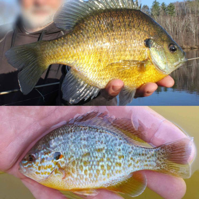 Silverside Minnow Crappie Jig  Grüner Rücken