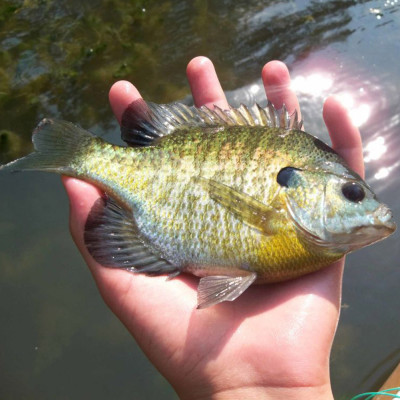 Silverside Minnow Crappie Jig  Boxed Set 6pcs