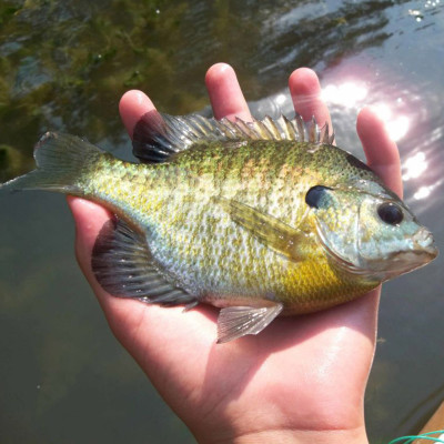 Silver minnow crappie JIG  Mixed 10pcs