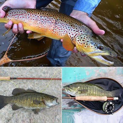 6 Dry fly deux variétés